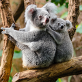 Koala Wallpaper