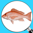 Fish Finders icône
