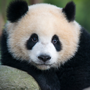Pandabär-Geräusche APK