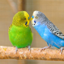 Parakeet Bird Sounds APK
