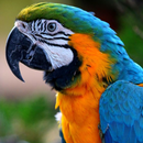 Parrot Aesthetic HD Wallpaper APK