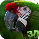 Parrot 3D Video Live Wallpaper APK