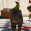 Parrot and Cat Friends LiveWP APK