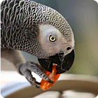 Parrot like Mandarin LiveWP icône