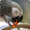 Parrot like Mandarin LiveWP