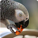 Parrot like Mandarin LiveWP APK