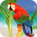 APK Parrots From Rio Wallpaper