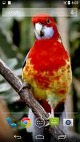 Parrots From Rio Wallpaper Ekran Görüntüsü 3