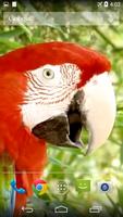 Parrots From Rio Wallpaper gönderen