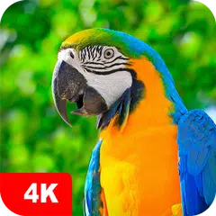 Baixar Papéis de parede papagaios 4K APK