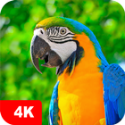 Papéis de parede papagaios 4K ícone