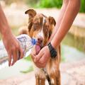 Pet Expert Guide