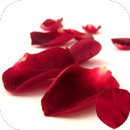 Petals 4K Video Live Wallpaper APK