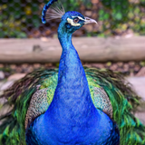 Peafowl Bird Sounds