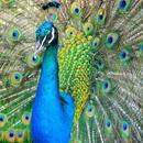 Peacock Wallpaper APK
