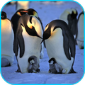 Penguins Video Live Wallpaper