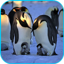 Penguins Video Live Wallpaper APK
