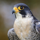 Peregrine Falcon Sounds APK