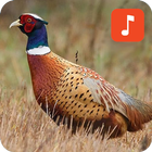 pheasant bird sounds 아이콘