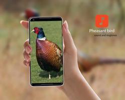pheasant bird sounds 포스터