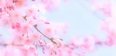 Soft Focus : Soft Photo Fluffy