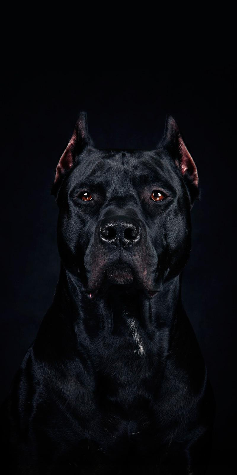 Pitbull Dog Wallpapers HD-Full HD-4K for Android - APK Download