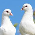 Pigeon Wallpaper