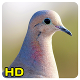 Pigeon Fond d'écran icône