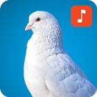 ikon Pigeon Bird Sounds