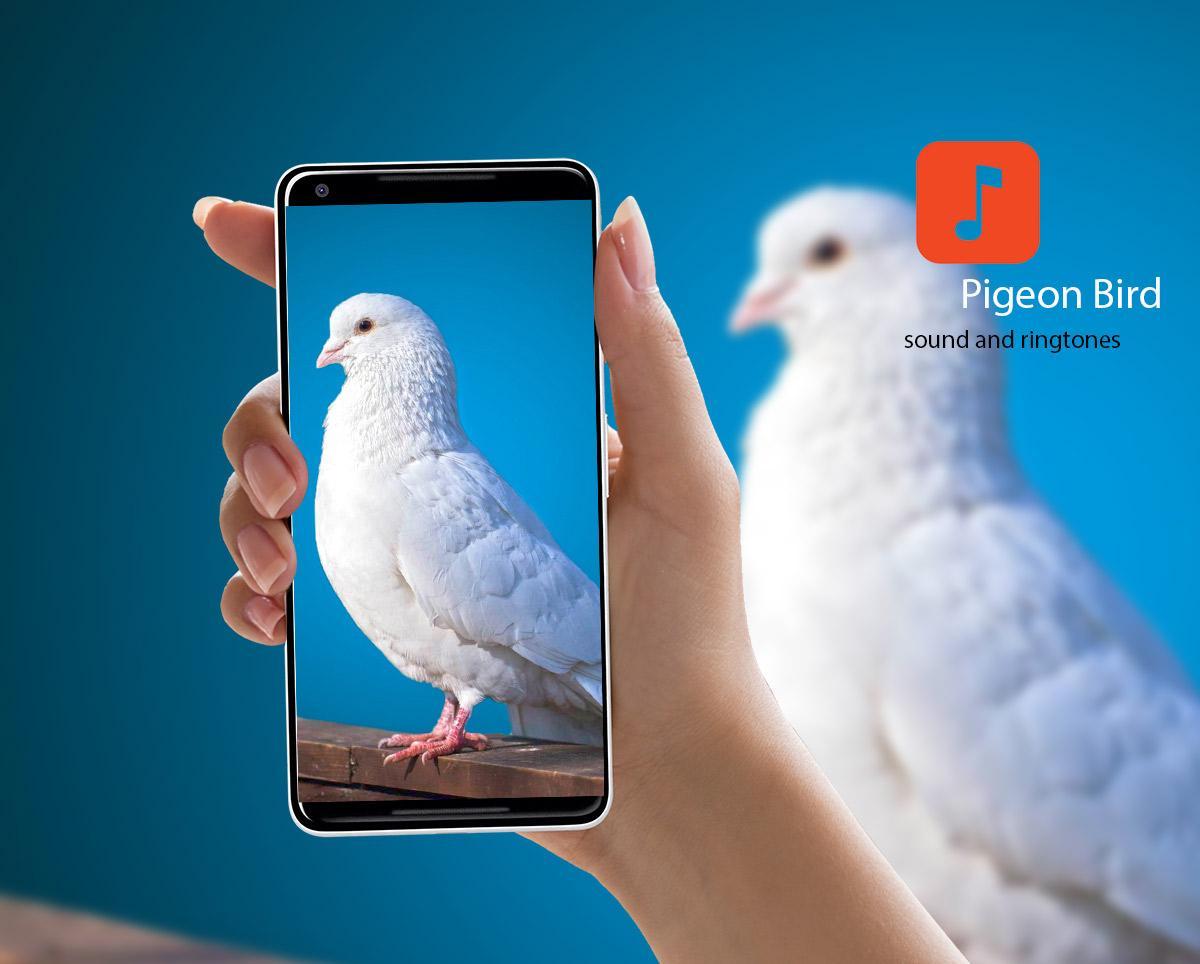 Pigeon Bird Ringtone Free Download Pigeon Bird Ringtone Free Download