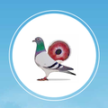 Pigeon Market