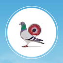 Pigeon Market APK