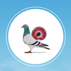 Pigeon Market icône