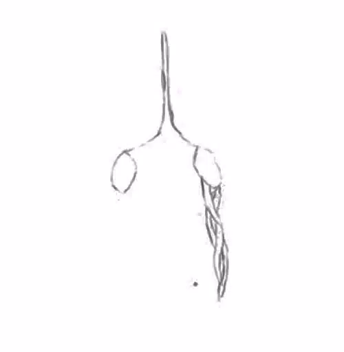 Siren head - Mateus Drawings.