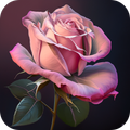 Pink Rose Video Live Wallpaper