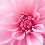 Pink Wallpapers HD Offline APK