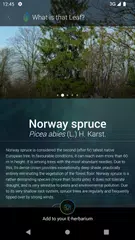 What is that leaf? APK download