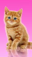 Sweet Cat. Dress Up Wallpaper poster
