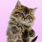 Dans hırıltı kedi simgesi