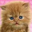 Baby Cat, Cute Live Wallpaper