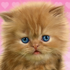 Bebek Kedi, Sevimli Wallpaper simgesi