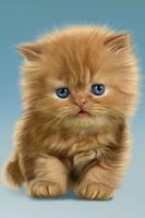 Baby Cat, Cute Live Wallpaper poster