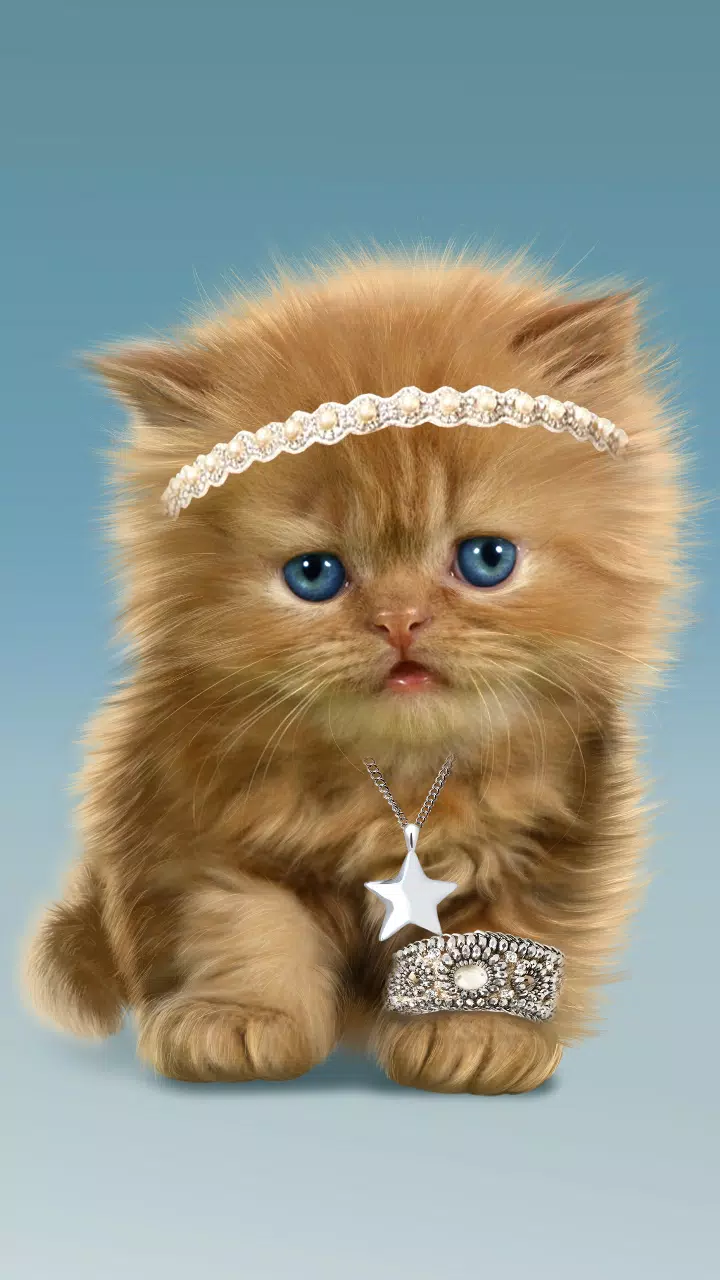 Bebe Chat Doux Fond D Ecran Apk Pour Android Telecharger