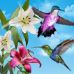 Birds Live Wallpaper Free