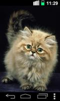 Ginger Cat Cute Wallpaper poster