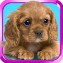 Сладкий собака, щенок одевание APK