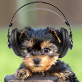 Cute dog, puppy ikon