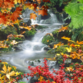 Floresta, cachoeira, lago