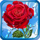 Chuva de Verão, Flores, HD LWP APK