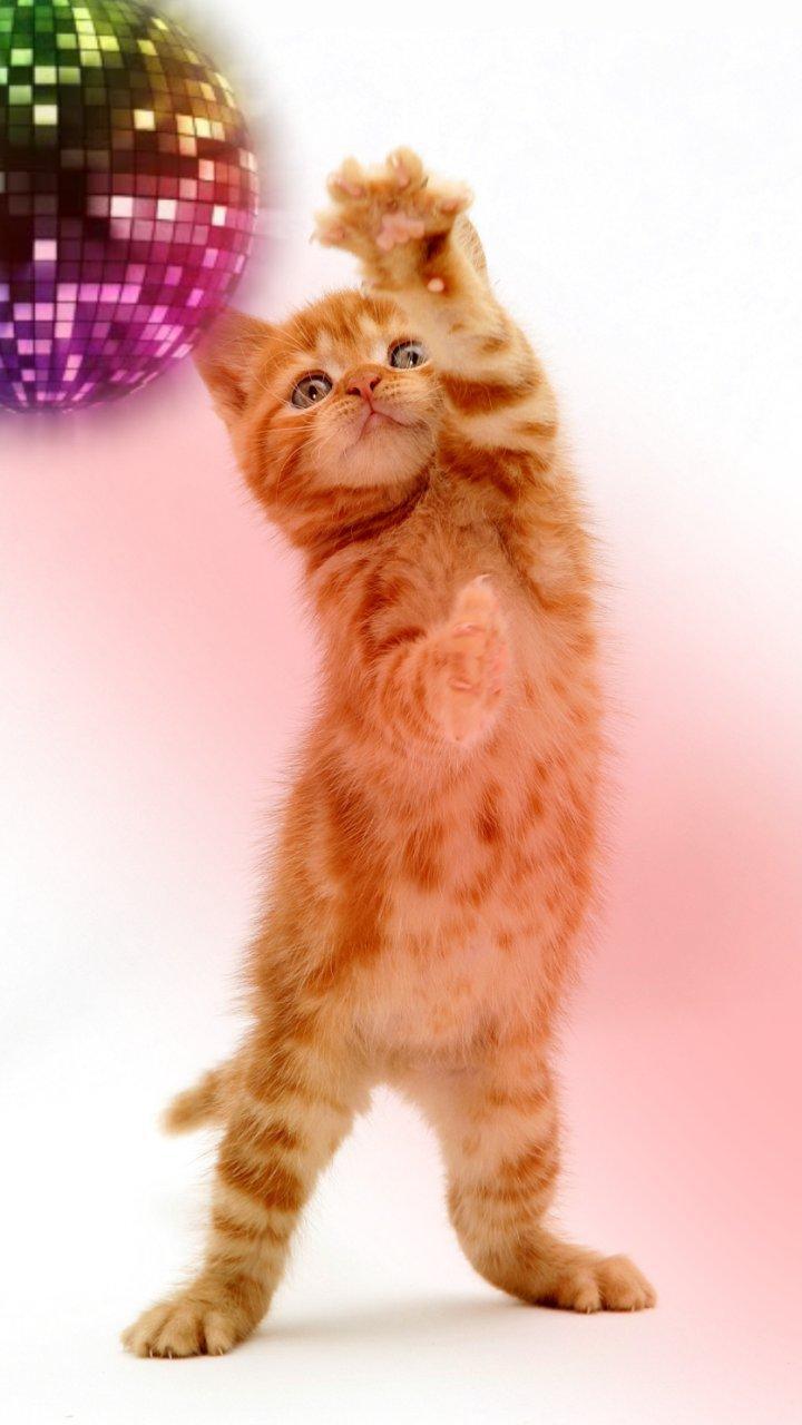 Танцующий рыжий кот